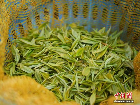 图为刚采摘的春茶。石小杰 摄