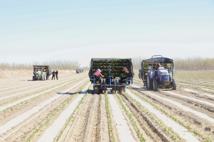 莎车县万亩椒苗移栽忙 机械赋能助推产业振兴