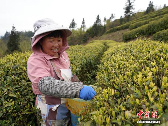 图为4月1日，当地农户在茶园里采茶。石小杰 摄