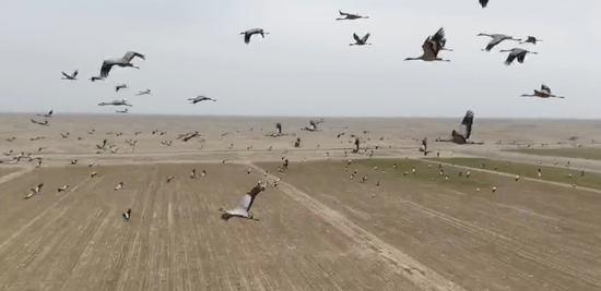 成群灰鹤起飞。通讯员 陈文杰 摄