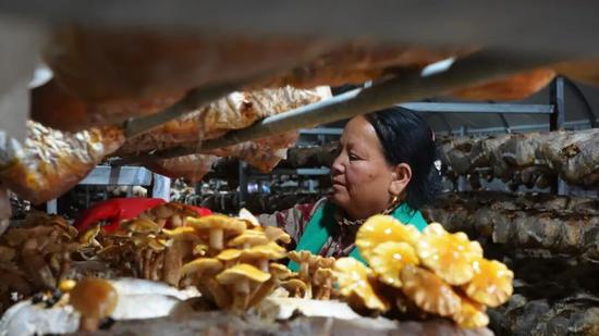 工人在采摘滑子菇。