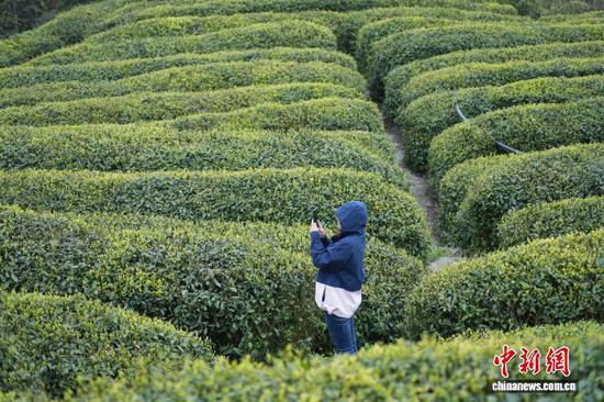 图为4月1日，游客在茶园里拍照打卡。石小杰 摄