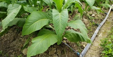 大田烟株时刻吸收营养 李东方 摄 大田烟株时刻吸收营养 李东方 摄