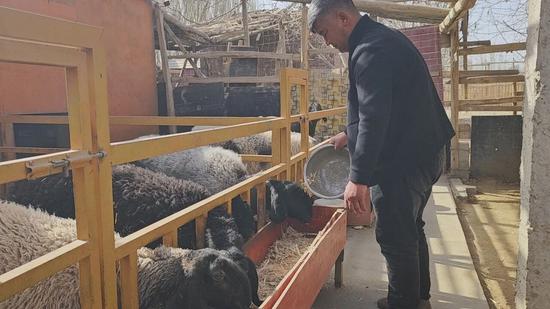 养殖户阿卜力米提·艾克木在给刀郎羊喂饲草。