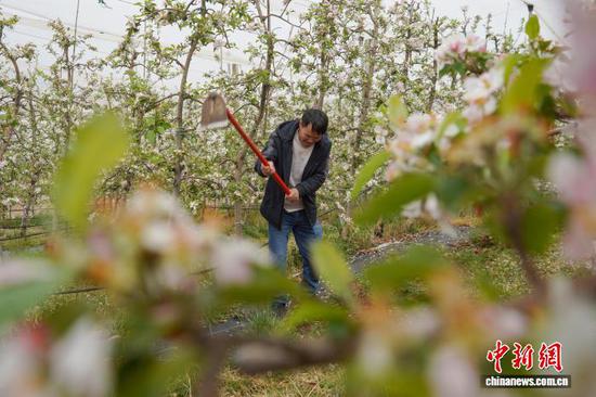 图为4月1日，威宁自治县迤那镇苹果种植基地，务工人员在除草。赵庆能 摄