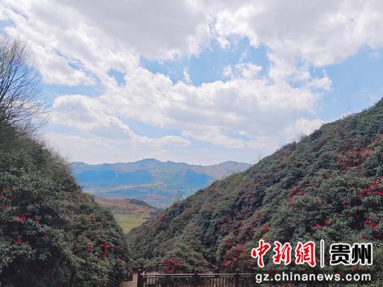 赫章县松林坡乡千年杜鹃花景区。 张雪 摄