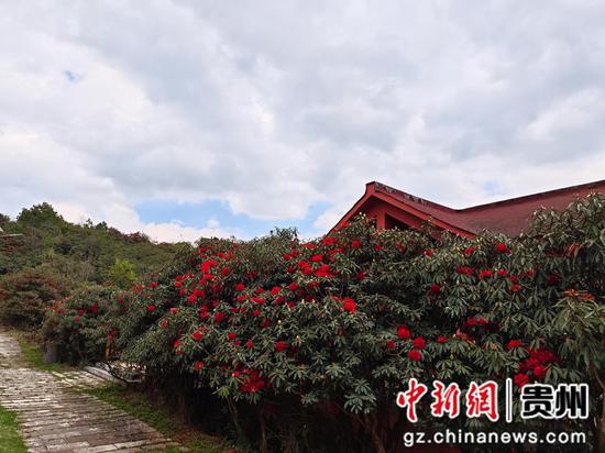 赫章县松林坡乡千年杜鹃花景区花已绽放。 张雪 摄