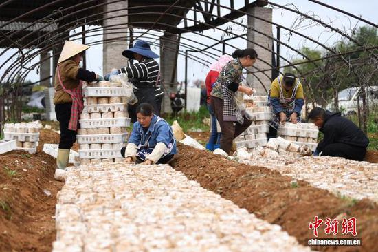 图为4月1日，村民正在贵阳市南明区永乐乡干井村林下经济麒麟菇种植示范点进行菌棒种植。
