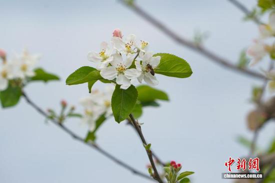 图为4月1日，航拍威宁自治县迤那镇苹果种植基地。赵庆能 摄