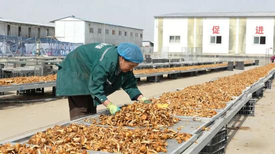 员工在晾晒滑子菇。