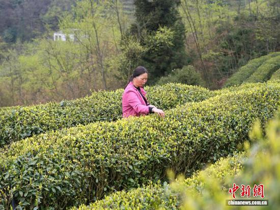 图为4月1日，当地农户在茶园里采茶。石小杰 摄