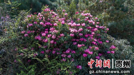 赫章县松林坡乡千年杜鹃花景区的紫色杜鹃花盛开。 张雪 摄