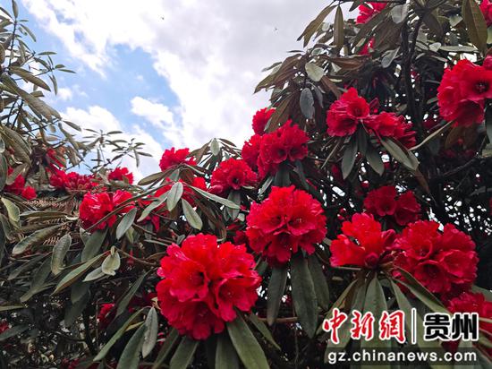 赫章县松林坡乡千年杜鹃花景区的杜鹃花盛开。 张雪 摄