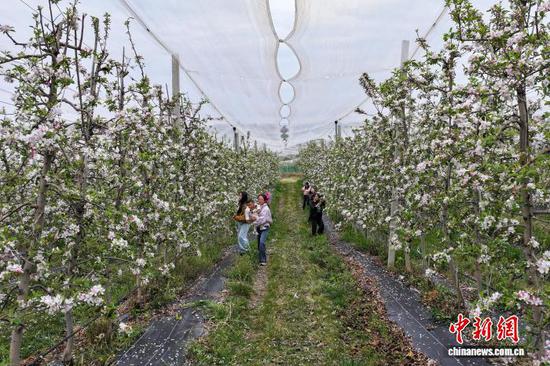 图为4月1日，威宁自治县迤那镇苹果种植基地，游客在赏花。赵庆能 摄