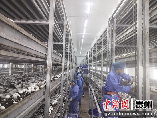 贵州泓华农业科技有限公司双孢菇车间,采摘工人正在采菇。周飞摄 贵州泓华农业科技有限公司双孢菇车间,采摘工人正在采菇。周飞摄