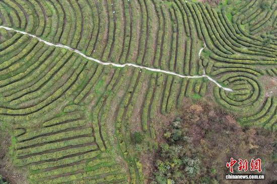 图为航拍贵州省毕节市纳雍县雾翠茗香循环农业示范区的茶园。石小杰 摄