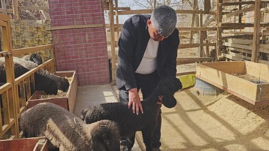 养殖户阿卜力米提·艾克木在查看刀郎羊的生长情况。