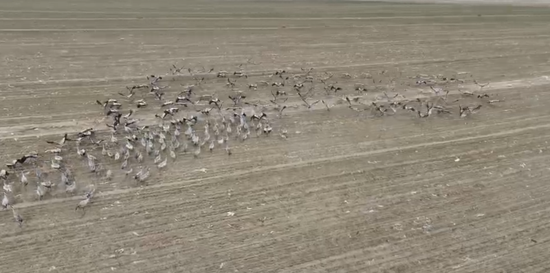 成群灰鹤在沙地觅食。通讯员 陈文杰 摄4