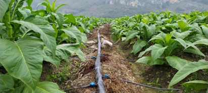 千亩烟田全部配上滴管 卢科华 摄 千亩烟田全部配上滴管 卢科华 摄