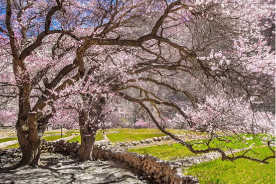 塔县杏花争相绽放。赵登文 摄