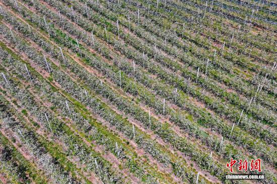 连日来，贵州省毕节市威宁彝族回族苗族自治县的15万亩苹果花次第绽放，遍布山岭沟壑，务工群众穿梭在林间疏花、管护，绘就成一幅乡村振兴画卷。图为4月1日，航拍威宁自治县迤那镇苹果种植基地一角。赵庆能 摄