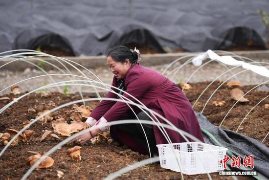 图为4月1日，游客正在贵阳市南明区永乐乡永乐村百果园林下经济麒麟菇种植示范点采摘麒麟菇。赵松 摄