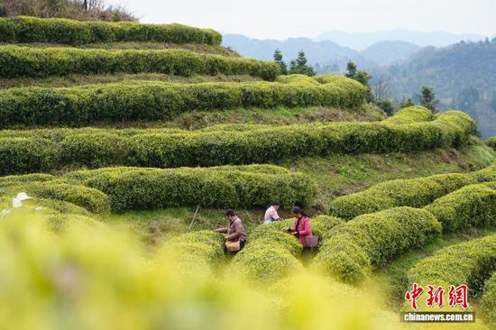 图为4月1日，当地农户在茶园里采茶。石小杰 摄