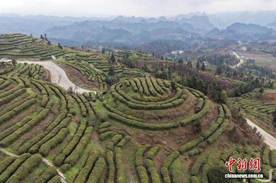 图为航拍贵州省毕节市纳雍县雾翠茗香循环农业示范区的茶园。石小杰 摄