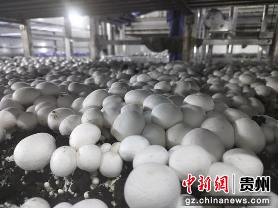 长势喜人的双孢菇。周飞 摄 长势喜人的双孢菇。周飞 摄