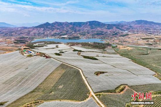 图为4月1日，威宁自治县雪山镇妥打村苹果种植基地，蜜蜂在苹果花上采粉。赵庆能 摄
