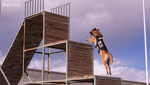 新疆乌恰：直击警犬特训 飞檐越障疾速穿梭