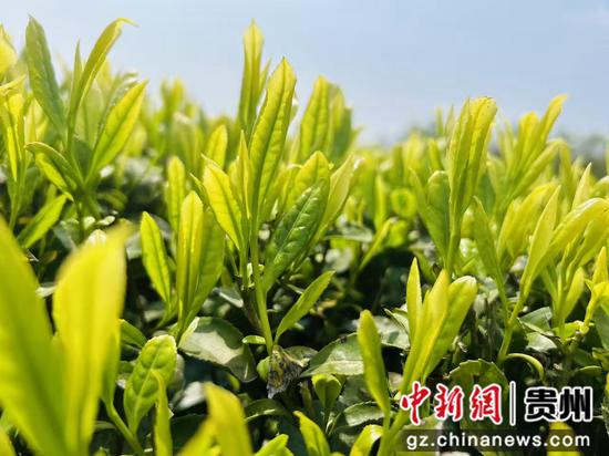 嫩绿茶芽 嫩绿茶芽