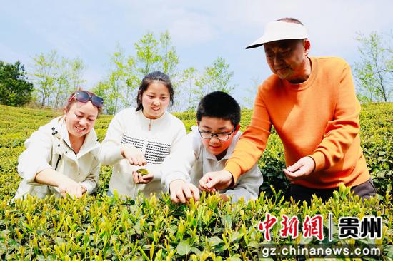 工作人员教游客采茶技巧 工作人员教游客采茶技巧