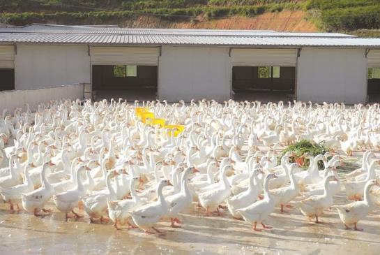 养殖户王櫆的养鹅基地。贵州日报天眼新闻记者 石含开 摄