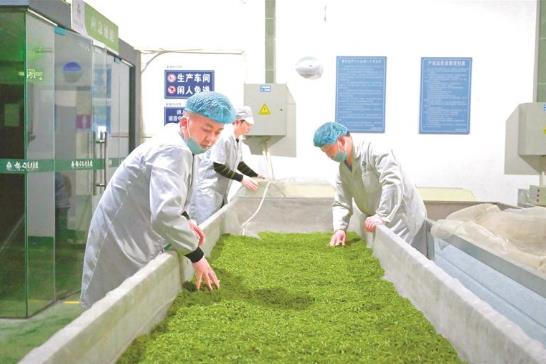 生产车间里,制茶师傅正连夜摊晾茶青。 贵州日报天眼新闻记者 李嘉琪 摄 生产车间里,制茶师傅正连夜摊晾茶青。 贵州日报天眼新闻记者 李嘉琪 摄