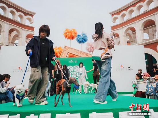 3月28日,一场宠物时尚秀在天津市武清区上演。图为宠物主人携爱宠“走秀”。陈昱潼 摄 3月28日,一场宠物时尚秀在天津市武清区上演。图为宠物主人携爱宠“走秀”。陈昱潼 摄
