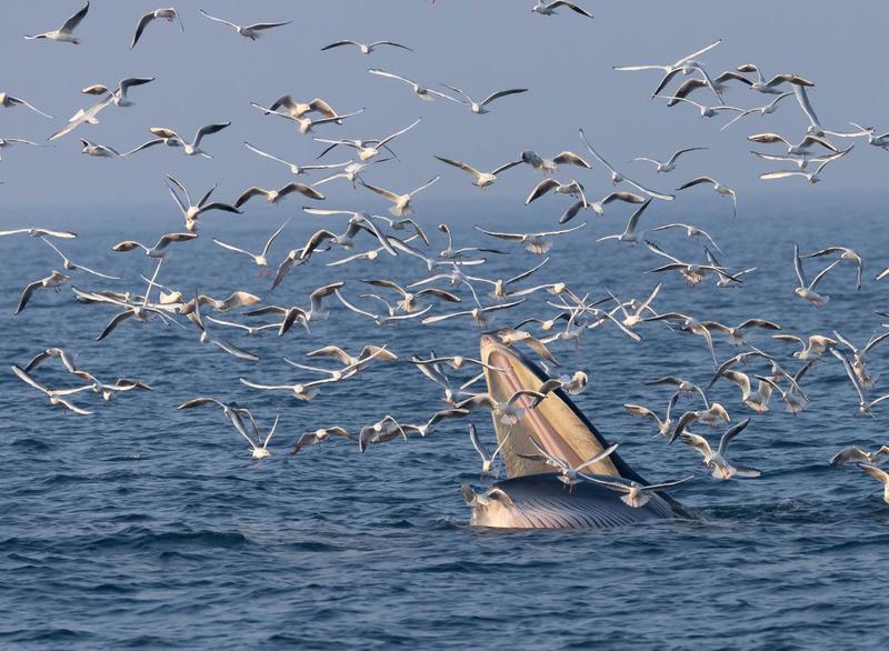 2026年1月14日,在广西北海涠洲岛海域拍摄到的布氏鲸。陈默 摄 2026年1月14日,在广西北海涠洲岛海域拍摄到的布氏鲸。陈默 摄