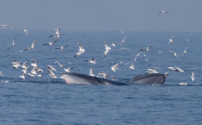 2026年1月13日,在广西北海涠洲岛海域拍摄到的布氏鲸。陈默 摄 2026年1月13日,在广西北海涠洲岛海域拍摄到的布氏鲸。陈默 摄