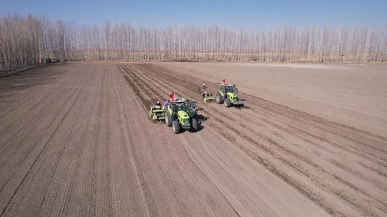 精河县：地上玉米站岗，地下魔芋赚钱！