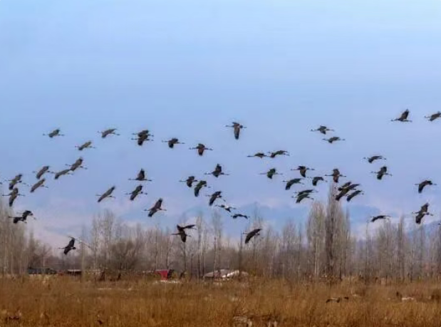 精彩兵团 | 积雪消融灰鹤来