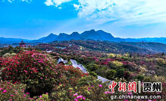 在贵州省毕节市百里杜鹃管理区普底景区拍摄的盛花期景色。 在贵州省毕节市百里杜鹃管理区普底景区拍摄的盛花期景色。