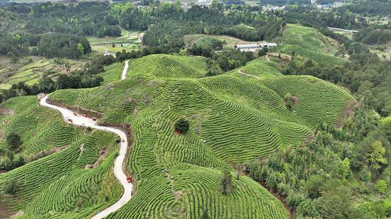 雅水镇茶叶规模化种植