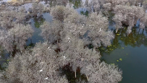 大美边疆看我家丨新疆巴州：航拍春日湿地苍鹭白鹭枝头筑巢