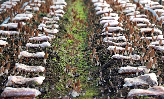 羊肚菌长势良好。万再祥 摄