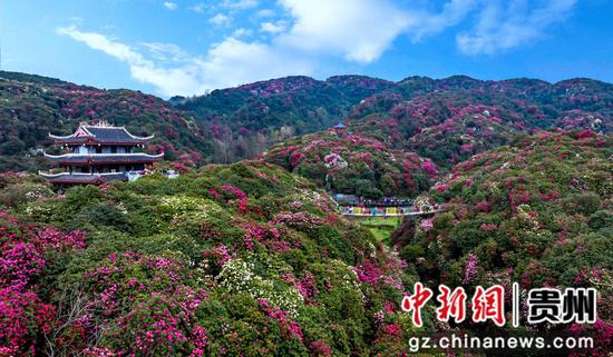 在贵州省毕节市百里杜鹃管理区金坡景区拍摄的盛花期景色。 在贵州省毕节市百里杜鹃管理区金坡景区拍摄的盛花期景色。