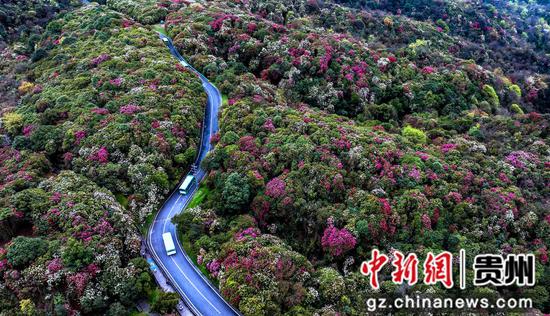在贵州省毕节市百里杜鹃管理区金坡景区拍摄的盛花期景色。 在贵州省毕节市百里杜鹃管理区金坡景区拍摄的盛花期景色。