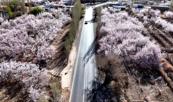 新疆兵团十三师柳树泉农场杏花迎来最佳观赏期