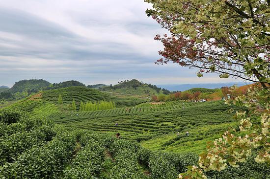 惠水县咕噜云岭茶园