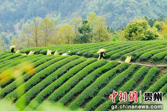 工人搬运采好的茶叶