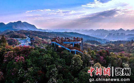 游客在贵州省毕节市百里杜鹃管理区普底景区观景赏花。 游客在贵州省毕节市百里杜鹃管理区普底景区观景赏花。